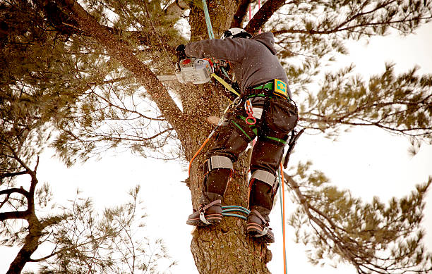 What is tree pruning?